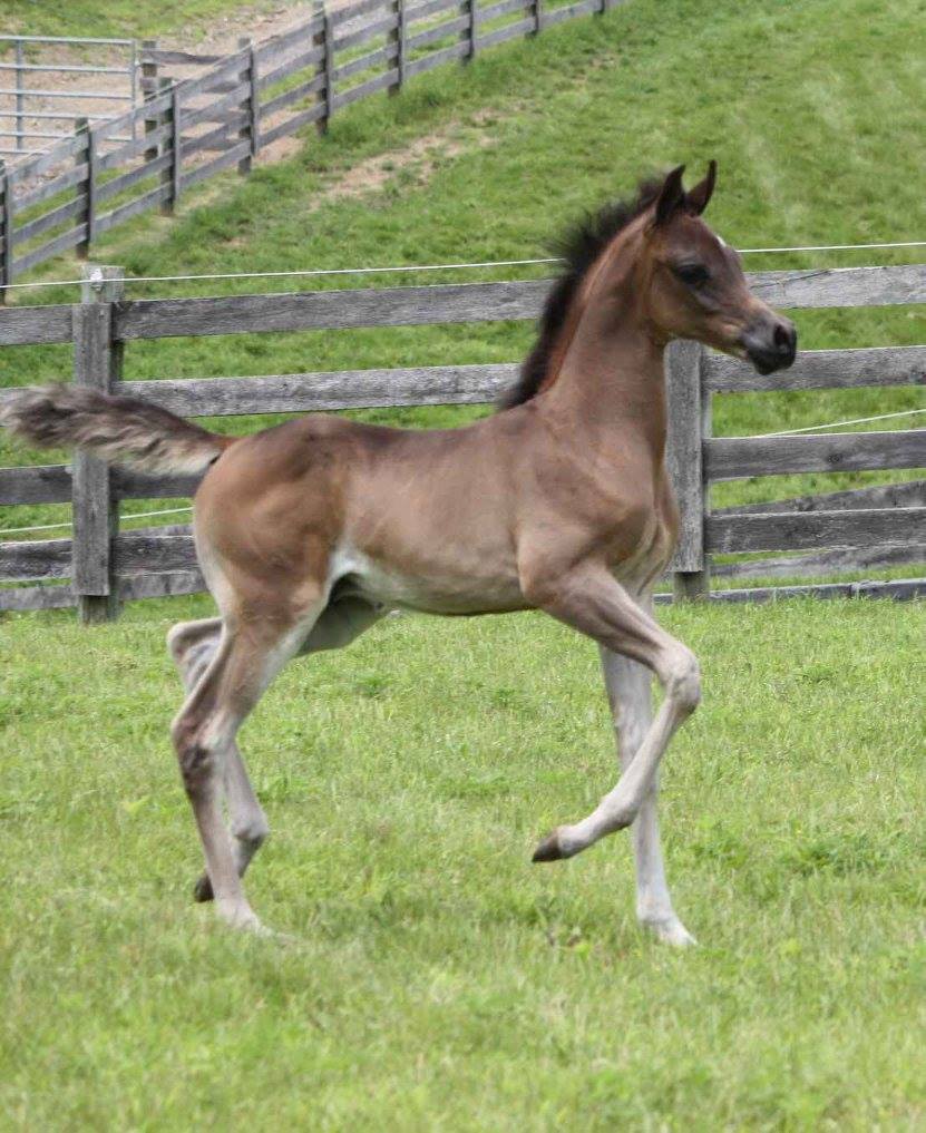 Colt Arabian Foal